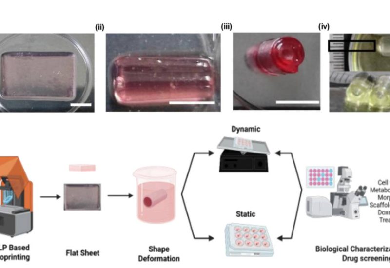 4D-printed breast cancer model mimics duct-like tissue explains treatment resistance